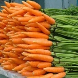 Sorte malih šargarepa